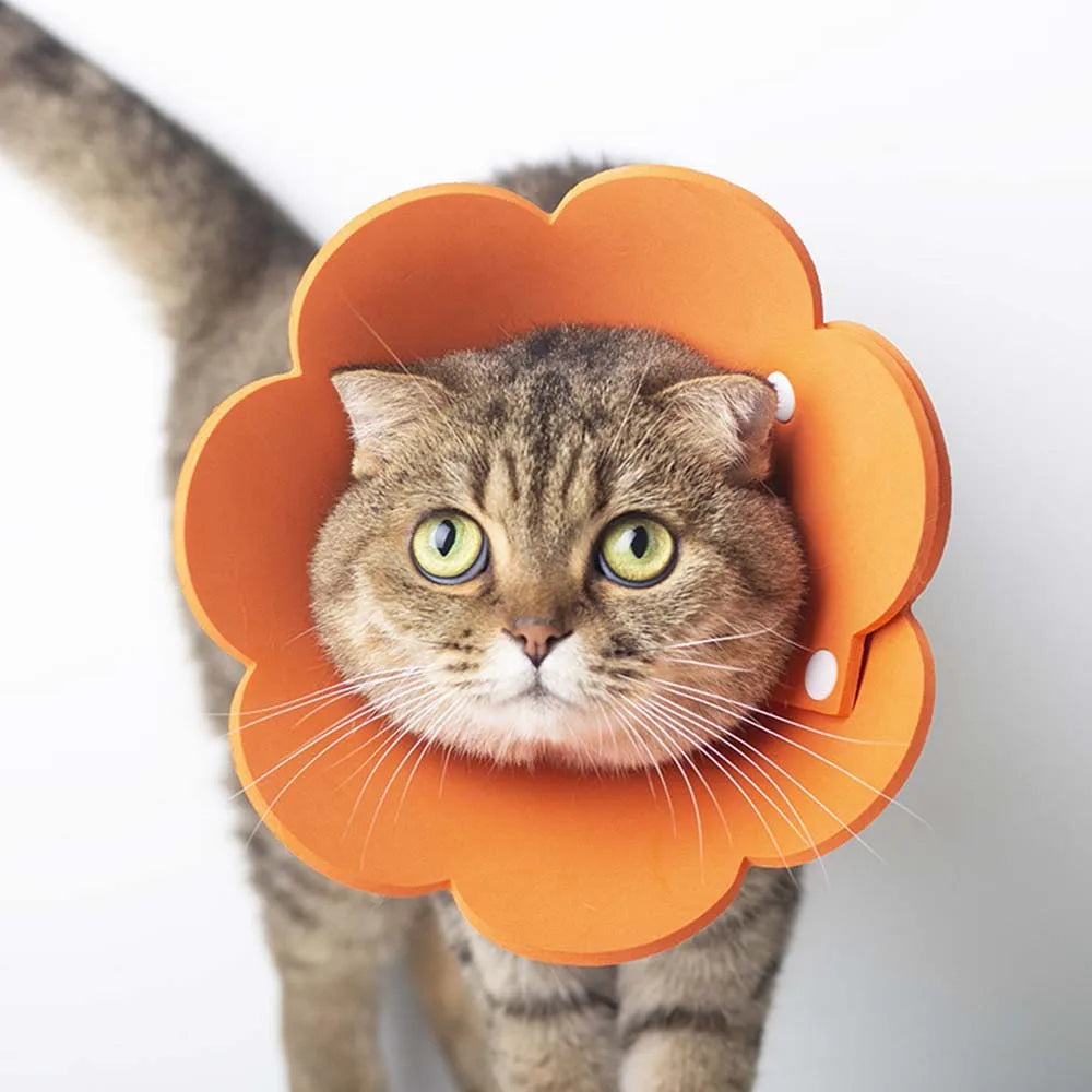 Woof Wink Soft Recovery Cone for Cats & Dogs