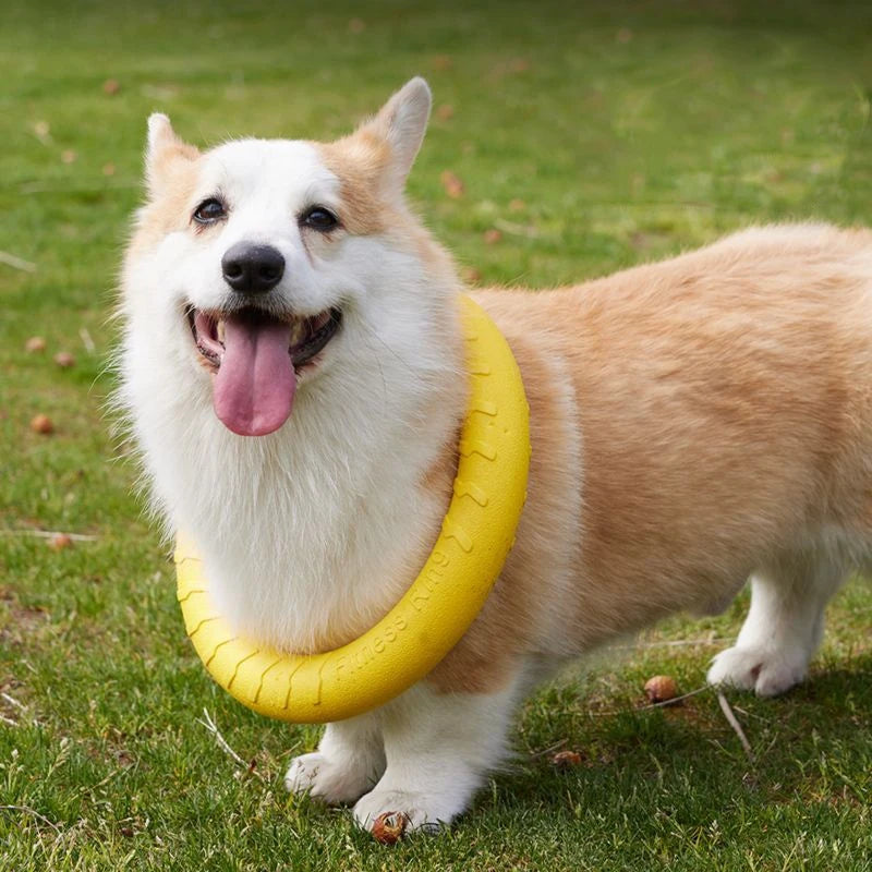 Woof Wink Floating Ring Toss & Tug Toy